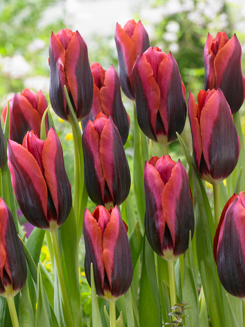 Purple tulip with apricot edge