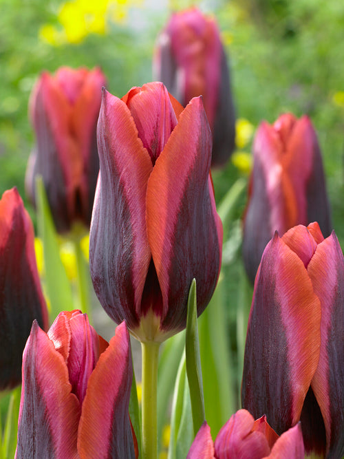 Dark Triumph tulip close-up