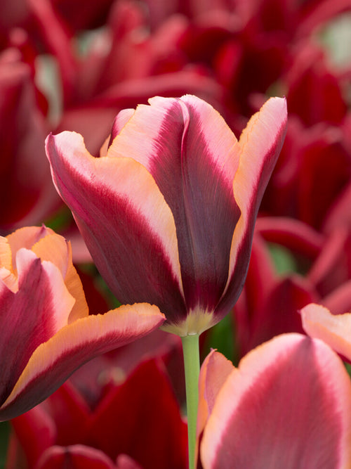 Tulip ‘Slawa’ in spring garden