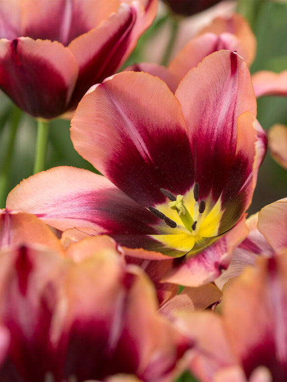 Purple and coral tulip petals
