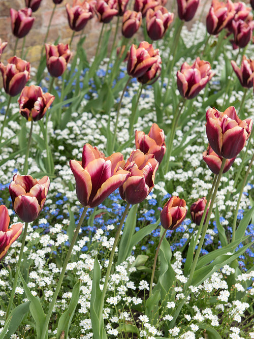 Tulip ‘Slawa’ flowering outdoors