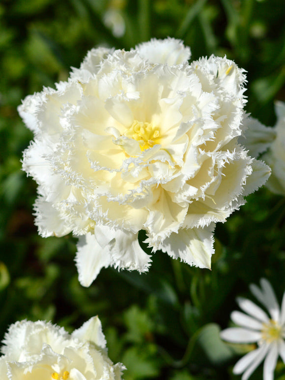 Tulip Bulbs Snow Crystal