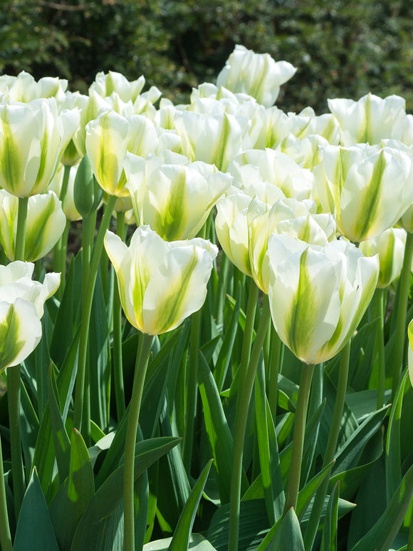 Tulip Bulbs - Spring Green
