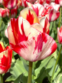 Tulip Spryng Rembrandt