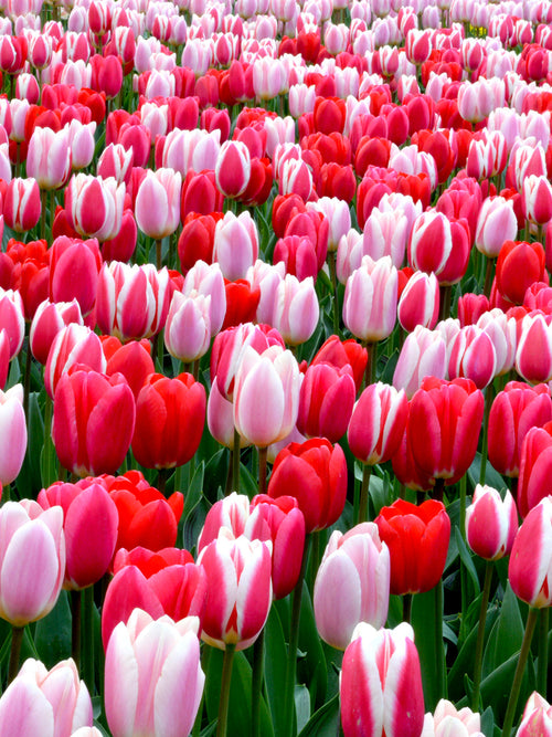Pink Darwin Tulip Mix UK delivery