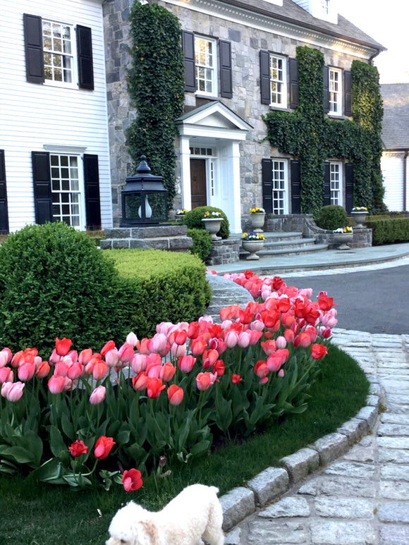 Tulip Bulbs - Strawberry Fields Collection