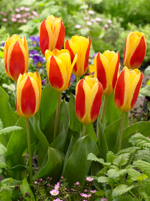 Tulip Stresa - Tulip Bulbs from Holland