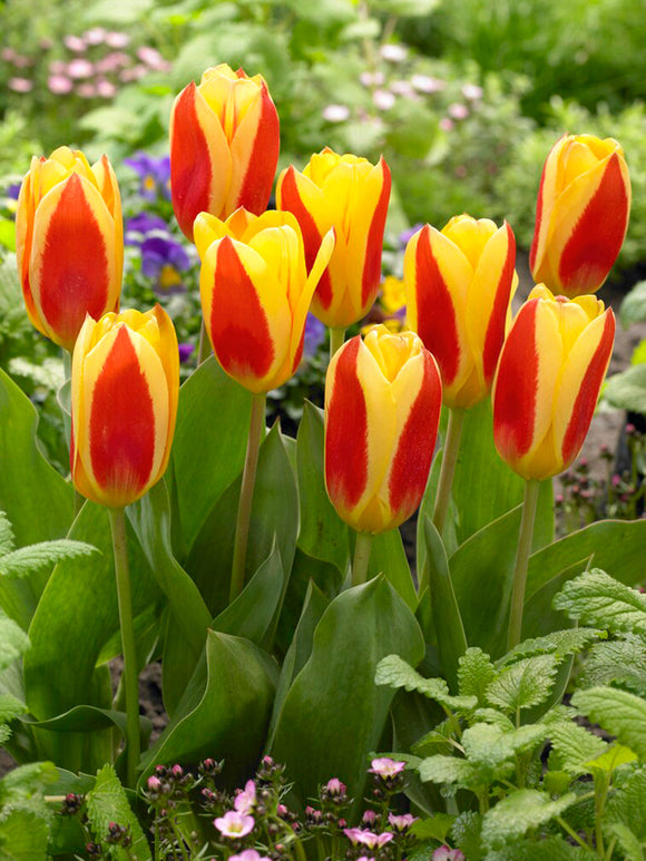 Tulip Stresa - Tulip Bulbs from Holland