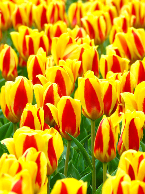 Tulip Bulbs - Stresa - UK delivery