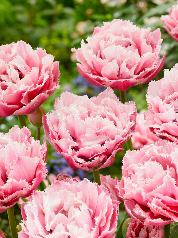Tulip 'Sugar Crystal' - Pink Double Peony Fringed Tulip Bulbs 