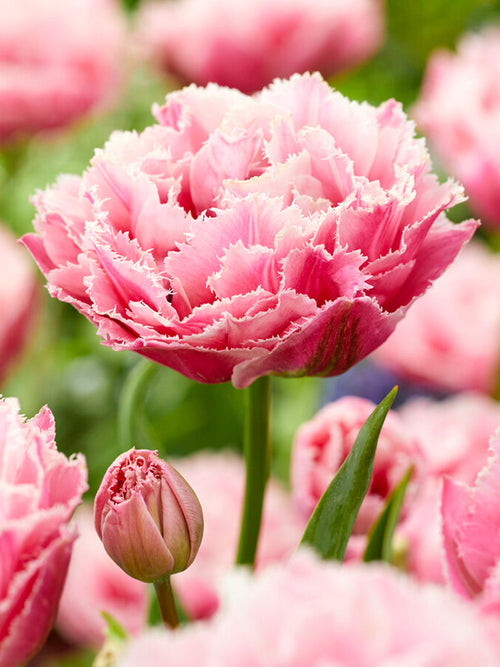 Tulip 'Sugar Crystal' - Pink Double Peony Fringed Tulip Bulbs 