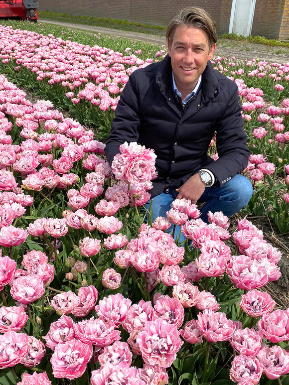 Tulip 'Sugar Crystal' - Pink Double Peony Fringed Tulip Bulbs 