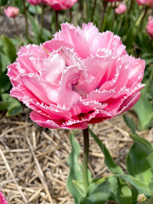Tulip 'Sugar Crystal' - Pink Double Peony Fringed Tulip Bulbs 
