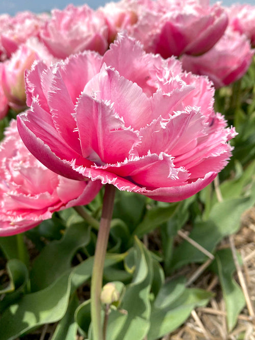 Tulip 'Sugar Crystal' - Pink Double Peony Fringed Tulip Bulbs 
