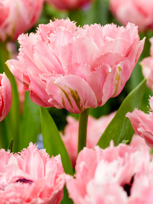 Tulip 'Sugar Crystal' - Pink Double Peony Fringed Tulip Bulbs 