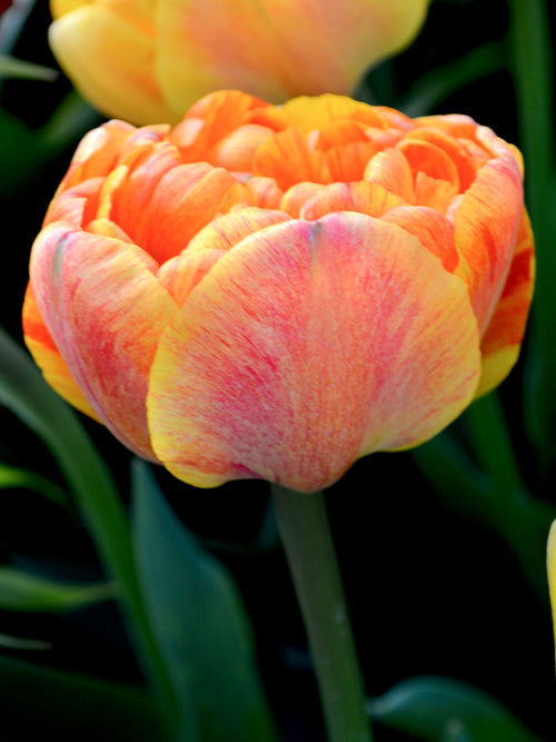 Tulip Flower Bulbs Sunlover