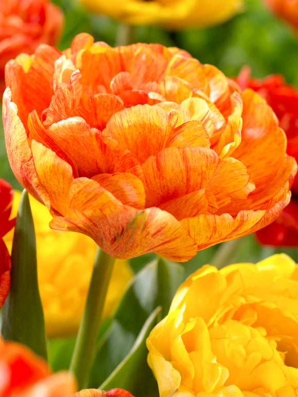 Tulip Bulbs - Sunlover - UK delivery