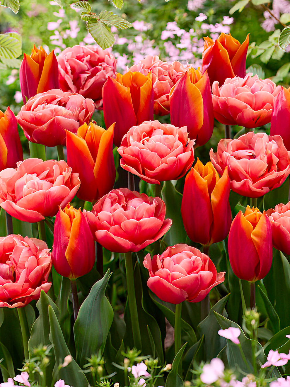 Tulip Sunset Glow Collection | DutchGrownâ„¢