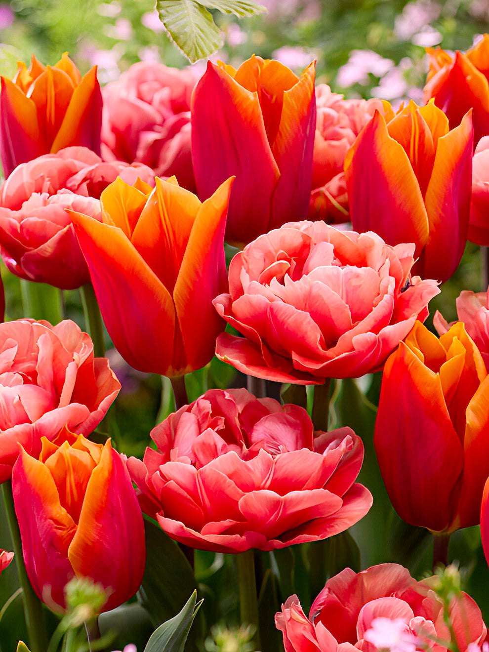 Tulip Sunset Glow Collection | DutchGrownâ„¢