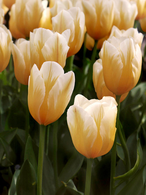 Tulip Sweetheart Yellow and White Emperor Tulip Bulbs