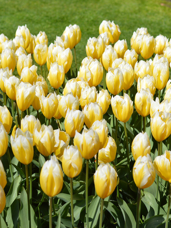 Buy Tulip Flower Bulbs Sweetheart