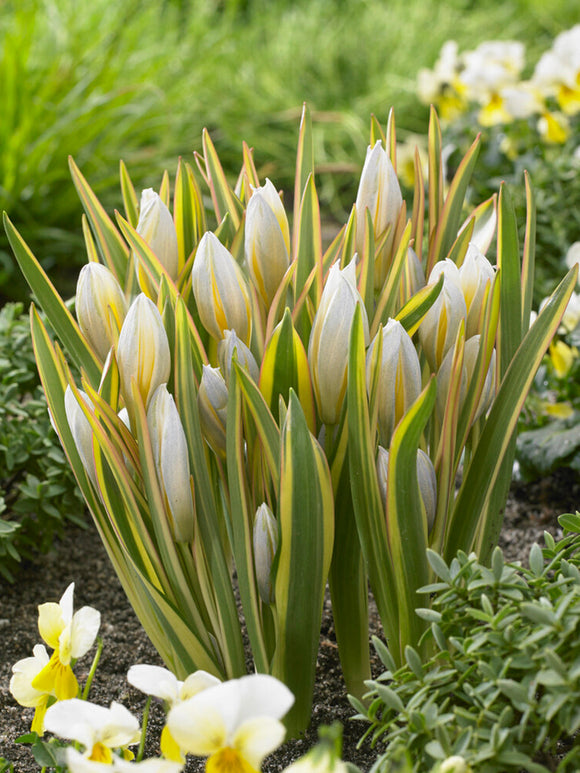 Tulip Tarda Interaction Bulbs