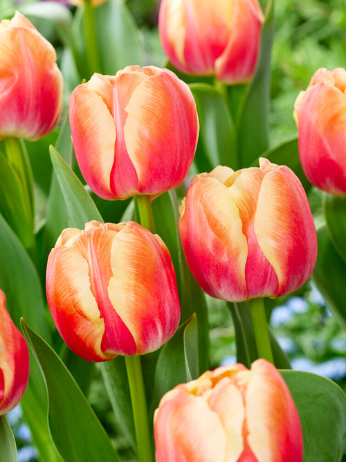 Tulip Tasmania - DutchGrown