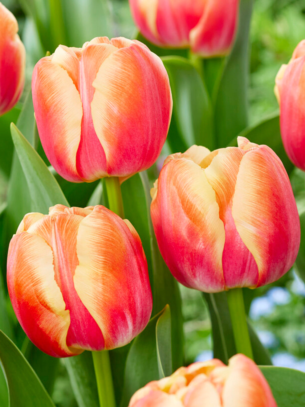 Tulip Bulbs 'Tasmania' DutchGrown™