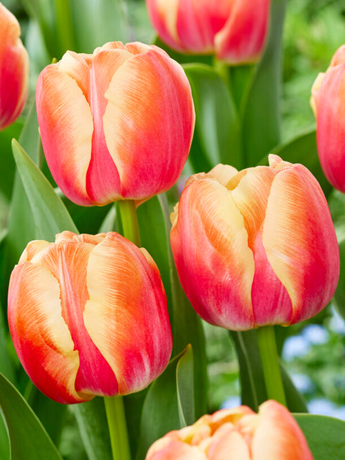 Buy Tulip Tasmania flower bulbs