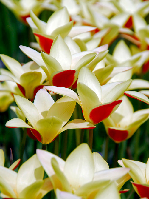 Miniature Tulip Tinka Bulbs