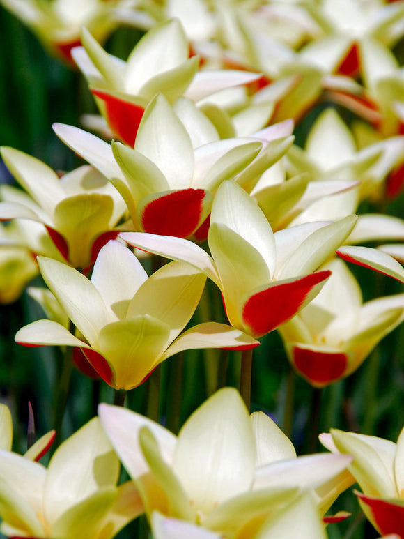 Miniature Tulip Tinka Bulbs