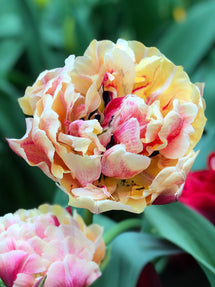 Tulip Verona Sunrise