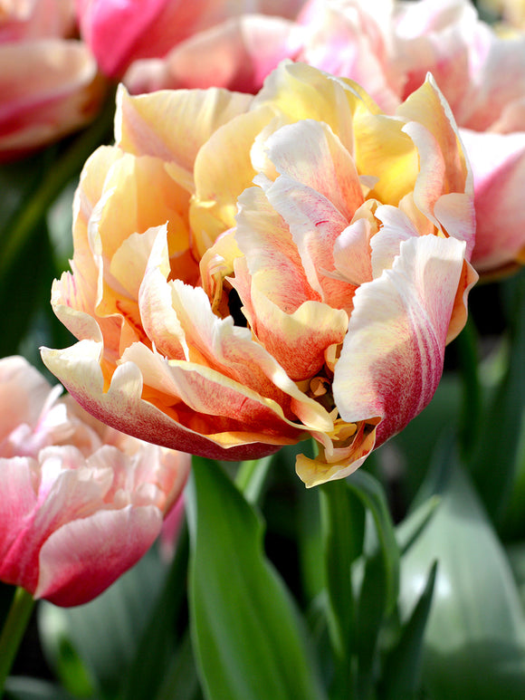 Tulip Verona Sunrise - Tulip Bulbs from Holland