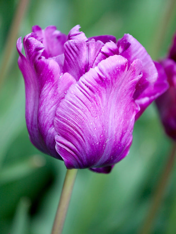Tulip Victoria's Secret - Purple, Blue Lavender Autumn Planted flower bulbs