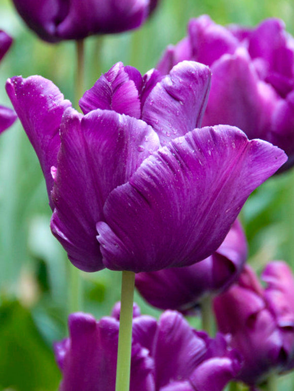 Tulip Victoria's Secret Bulbs from Holland - UK Shipping