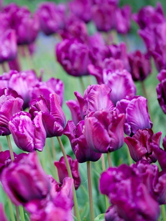 Tulip Victoria's Secret - Tulip Bulbs from Holland