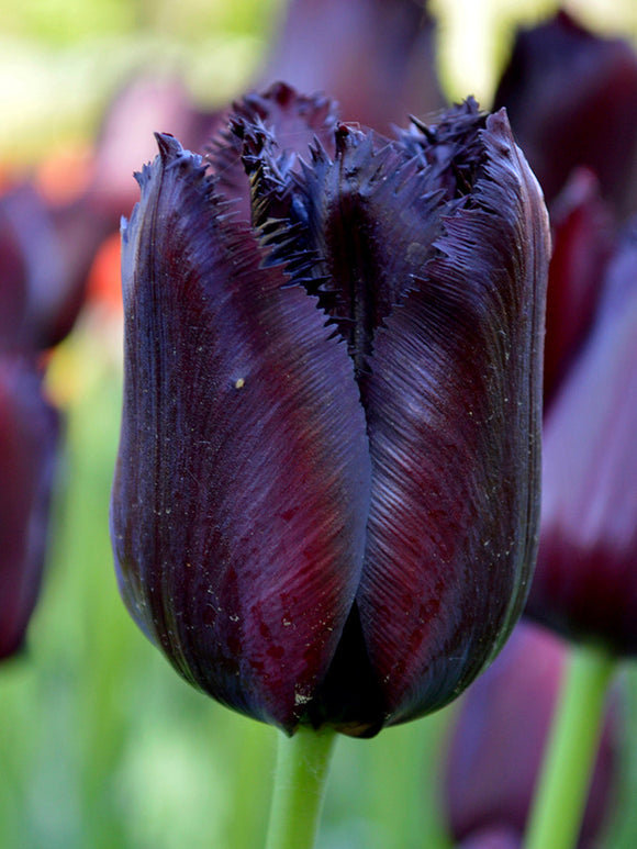 Tulip Bulbs Vincent Van Gogh