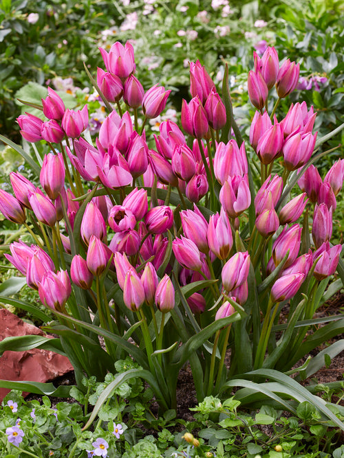 Tulip Violetta pink star-shaped bloom