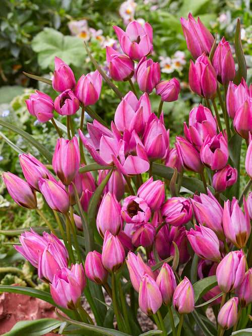 Tulip Violetta pink star-shaped tulip