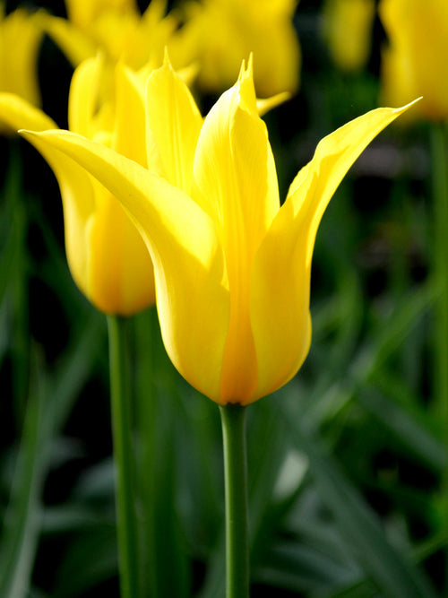 West Point Tulip