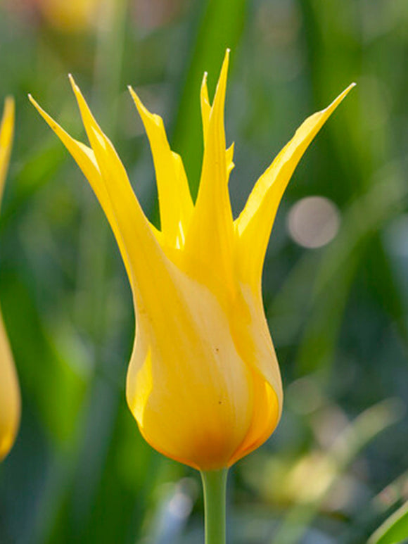 Tulip Flower Bulbs West Point