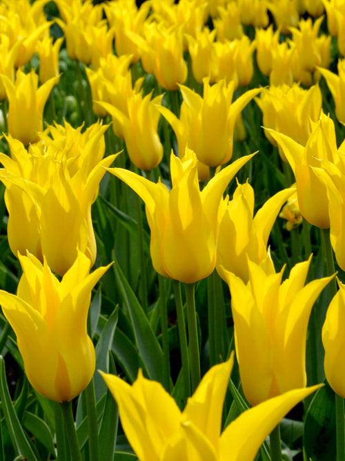 Tulip Bulbs West Point