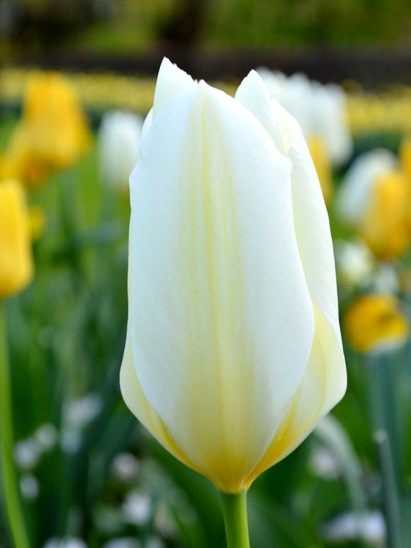 White Emperor Tulip Bulbs