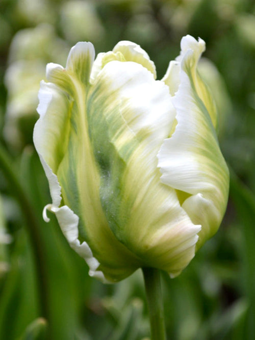 Tulip Bulbs White Parrot - UK shipping