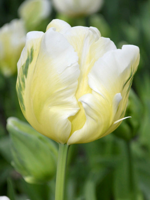 White Parrot Tulip Bulbs