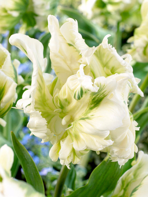 Tulip Bulbs - White Parrot - UK delivery