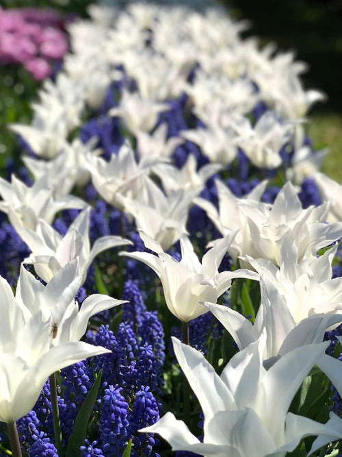 Tulip Bulbs - White Triumphator UK delivery