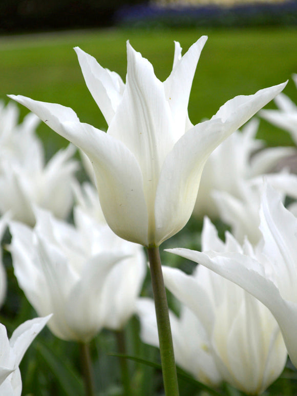 Lily Flowering Tulip - White Triumphator - UK Shipping