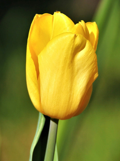 Tulip Bulbs Yellow Emperor Fosteriana