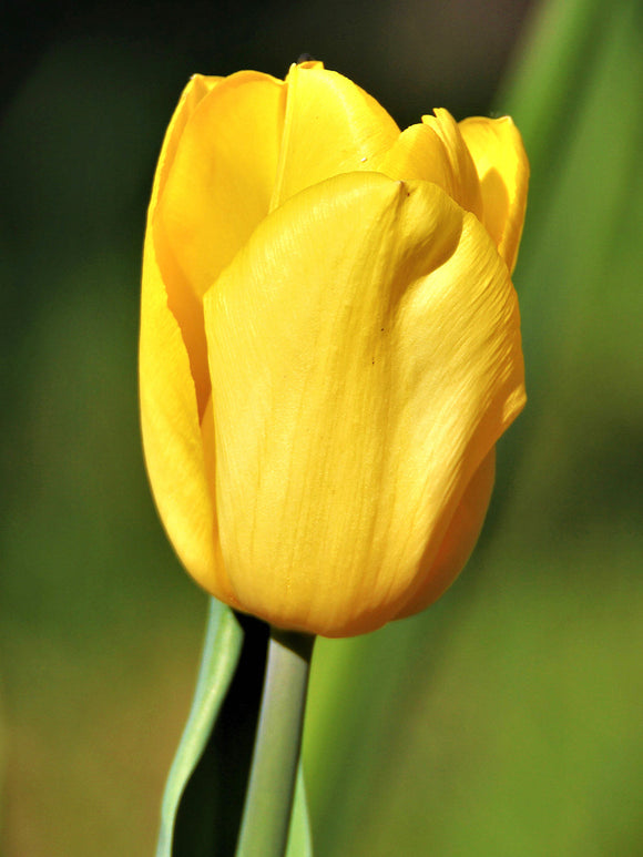 Tulip Bulbs Yellow Emperor Fosteriana